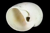 Pleistocene Gastropod Mollusk (Polinices) Fossil - Florida #148566-1
